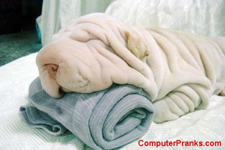 Dog or Towel