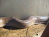 Huge Dead Snake: added March 31, 2009 (2 views today)